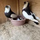 جوز بلغاري منتج