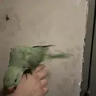 دره للبيع