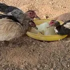 للبيع بط مصري بياض