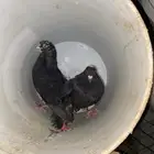 حمام قطيف قلاب عشه