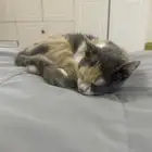 قطه بلديه طالبه تزاوج لتبني