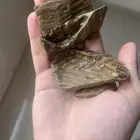 عود كلمنتان ازرق محسن 1 كيلو