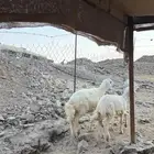 ثنتين رخال حريه