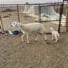 (شاه صنف والد جذعه)