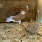 حمام بلجيكي و سوداني
