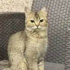 اثنى للتبني