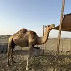 ناقة خلفه حمرا