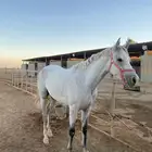 مهره شعبية للبيع