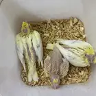 فروخ كروان