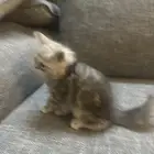 قطه للتبني مع جميع اغراضها