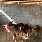 حسلان بلدي دهم فواخر