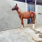 مهر كفو للبيع نجران