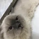قط هملايا بسافر اسبوعين وبرجع اخذه