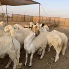 طليان سواكني مرابي 3 اشهر