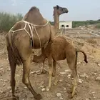ناقة ساحلية