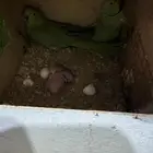 زوج دورة هندي منتج