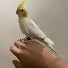 ببغاء كوكتيل والعمر صغير ما كمل السنه سليم شرط