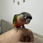 كنيور دبل رد فاكتور ( تم البيع خارج الموقع )