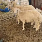 طليان للبيع
