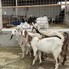 جفرات ثنوات صغار سن