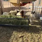 طليان ل البيع وثنتين ارخال