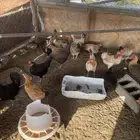 مطلوب دجاج بلدي بياض مطلوب
