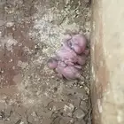 جوز باذجي هوقو تحته ثلاث فروخ