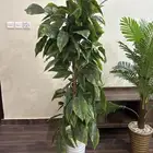 اشجار