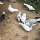 حمام بلدي مشكل للبيع