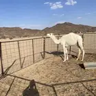للبيع مفرودة وضحاء
