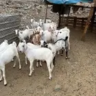 تيوس للبيع