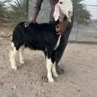 رخل نجدية خصم ( تم البيع )