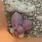 فروخ بادجي لعشاق الغر الحبه 35 او 60 شامل ملحقات