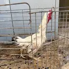 للبيع دجاجه ودية فارسي قزم بياض الرياض التوصيل علي مشتري