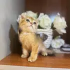 سكوتش قطط