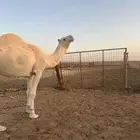 جمل سلاله طيبه علومه على الخاص إنتاجه طيب