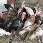 دجاج رومي للبيع