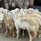 رخال تاسيس مراح منوت المربي