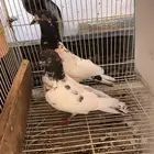 حمام بكستاني