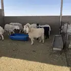 خروف فحل حري مشروط قريع