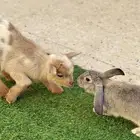 تيس قزمي بيور