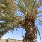 فروخ نخل حلوه الجوف