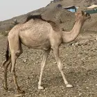 بكره للبيع