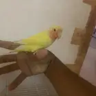 روز عيون حمر هدد