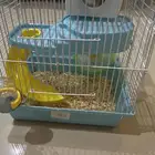 هامسنر