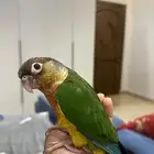 كنيور اليف ومفطوم مشاءالله