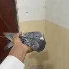 زاجل سباق محجل KSA2020 ورقم تسلسلي