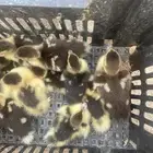 فروخ بط مصري للبيع