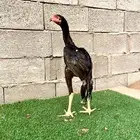ديك سندي