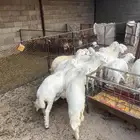 تم البيع